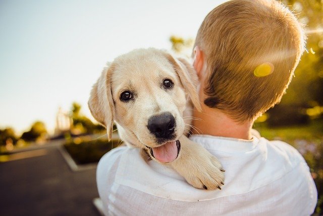 6 Reasons Why You Should Get Pet Insurance